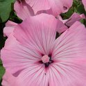 Lavatera trimestris 'Beauty'